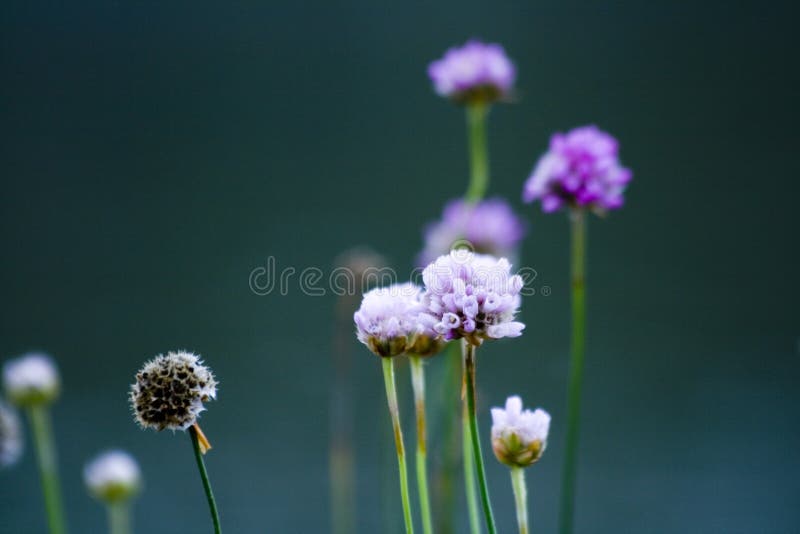 Violet flowers