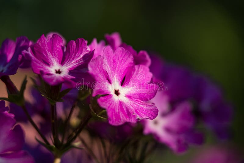 Violet flowers close up on green background royalty free stock photo Violet flowers close up on green background royalty free stock photo