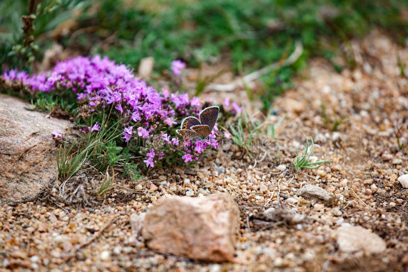 Violet Flowers Growing on Rocky Ground Stock Photo Image of flora