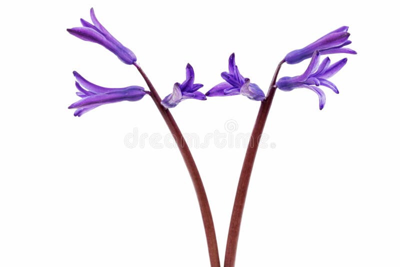 Violet flowers of hyacinth, isolated on white background