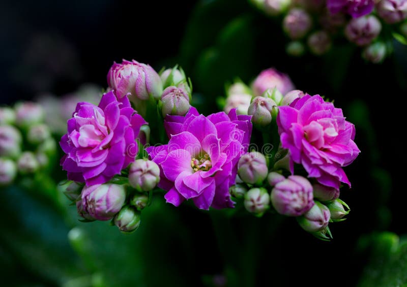 Violet flowers of Kalanchoe. Macro