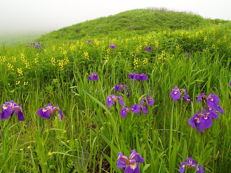 Viola e giallo dei fiori di prato sulla nebbia in estate.