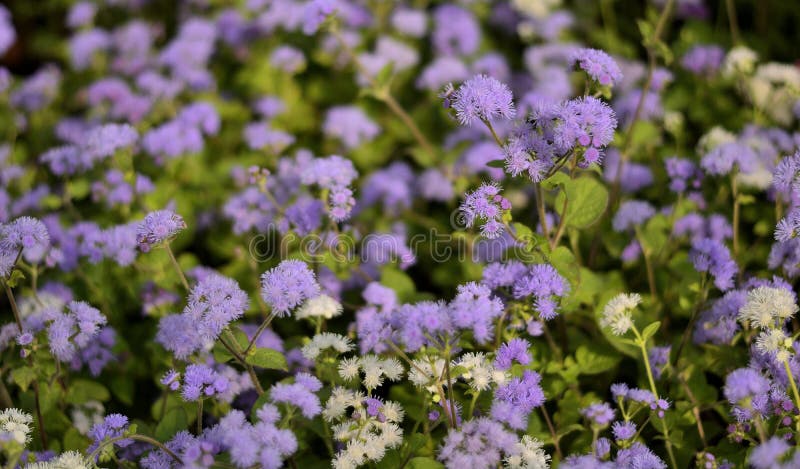 Violet Flowers Tiny - background stock photo Violet Flowers Tiny - background stock photo