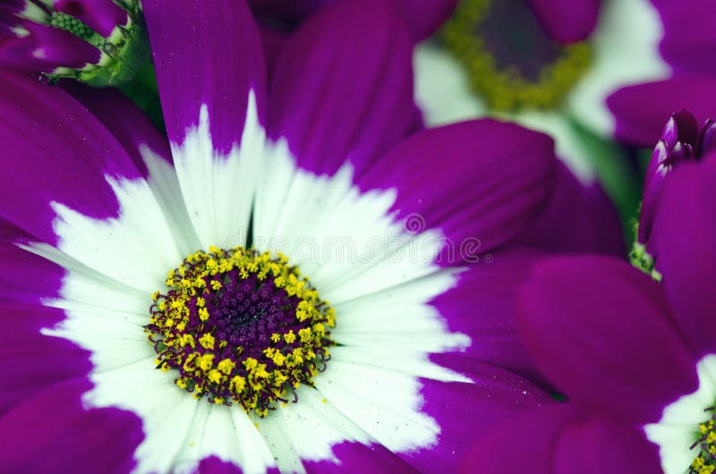 Violet Flowers of Tuscany, Italy