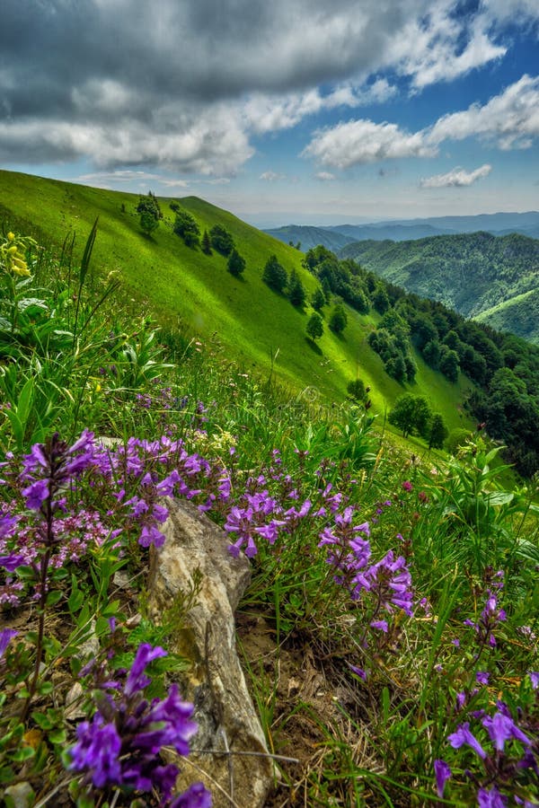 Violet flowers at Velka Fatra at Uplaz saddle