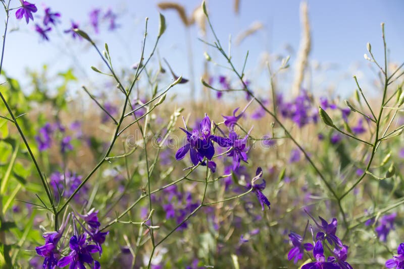 Violet Forking Larkspur là loài hoa thể hiện sự thanh lịch, tinh tế cùng với sự phóng khoáng của một bông hoa tuyệt đẹp. Hãy chiêm ngưỡng những bức ảnh về loài hoa này, để cảm nhận được sự toát lên của nét đẹp hiếm có này.