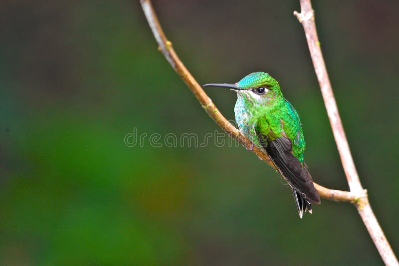 Violet-fronted brilliant, perched hummingbird in Peru