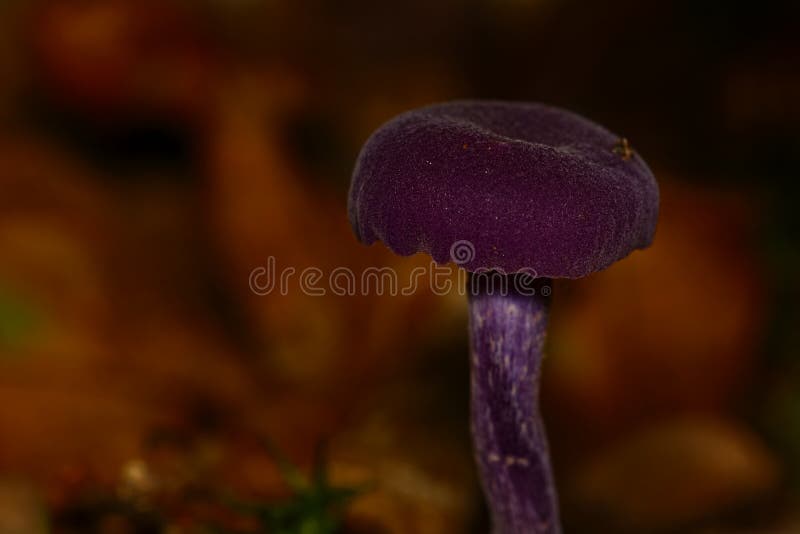 Violet fungi