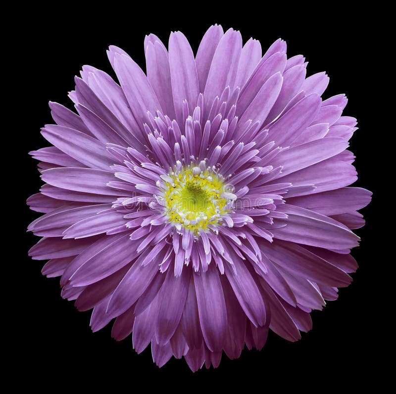 Violet Gerbera Flower Isolated On White Background. No Shadows With