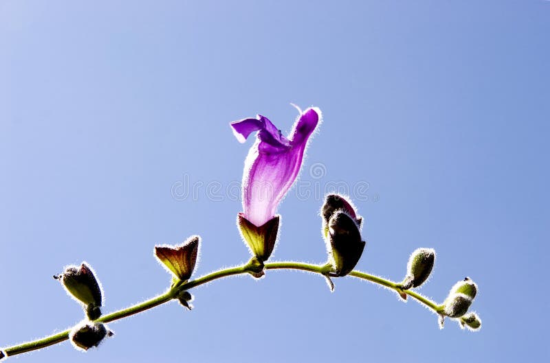 Violet horn flower stock photo. Image of grow, beautiful 17752654