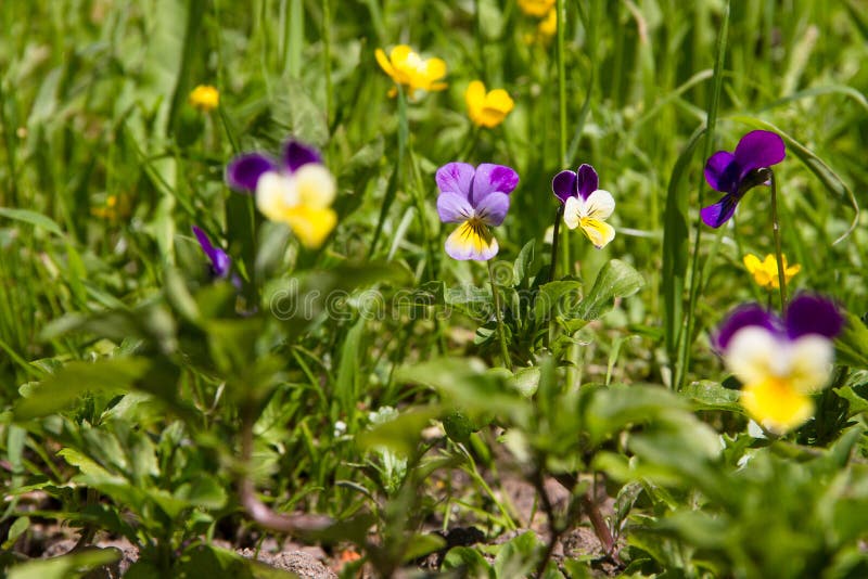Violet Horn in the Spring Garden Stock Photo Image of flowers, botany
