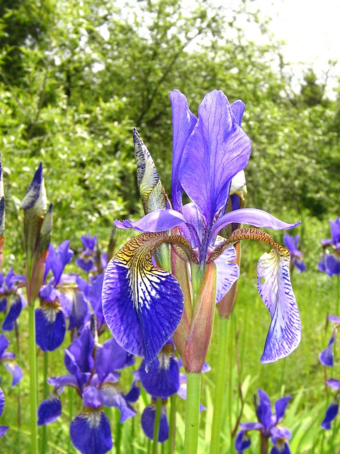 Violet iris stock photo. Image of nature, meadow, grass 67763034