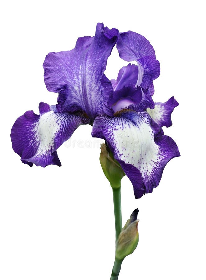 Violet Iris Flower Isolated Stock Photo - Image: 31456930