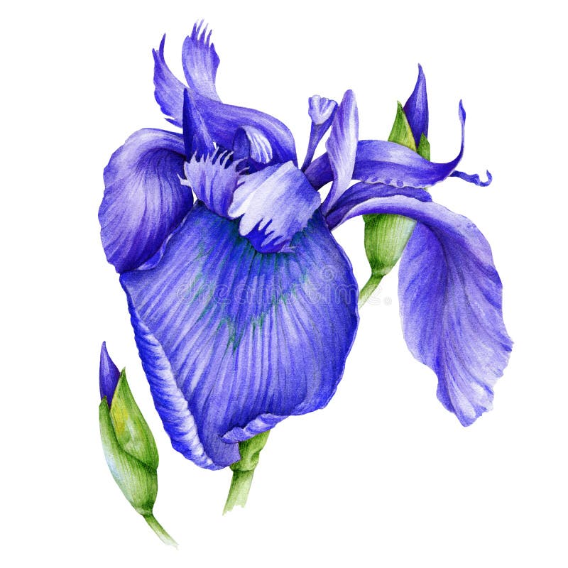 Violet iris flower watercolor illustration. Wild purple bearded single iris in a full bloom with a bud hand drawn image. Fresh garden botanical plant. Isolated on white background.