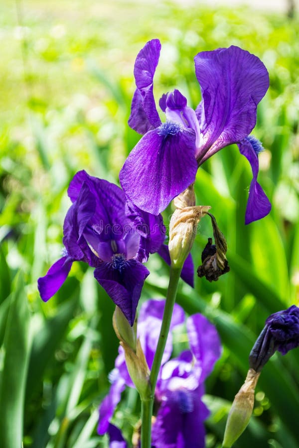 Violet iris flowers stock photo. Image of gardening 220951218