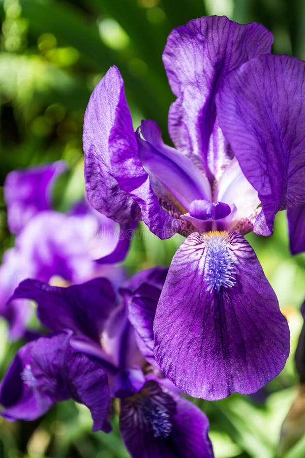 Violet iris flowers stock image. Image of blossom, environment 220951225