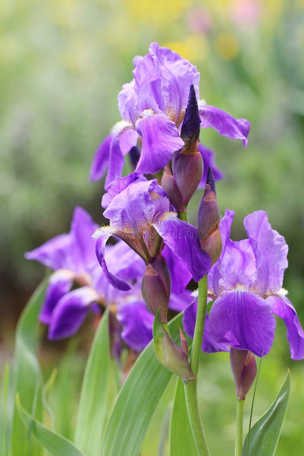 Violet Iris Flowers stock photo. Image of violet, siberian 149740780