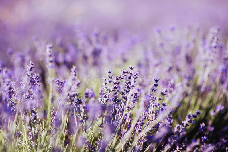 Violet lavendelgebied bij zacht lichteffect royalty-vrije stock foto's Violet lavendelgebied bij zacht lichteffect royalty-vrije stock foto's