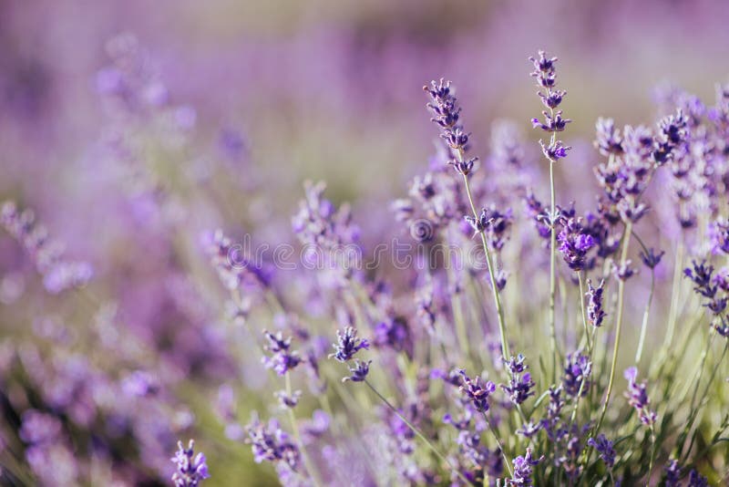 Violet lavendelgebied bij zacht lichteffect royalty-vrije stock fotografie Violet lavendelgebied bij zacht lichteffect royalty-vrije stock fotografie