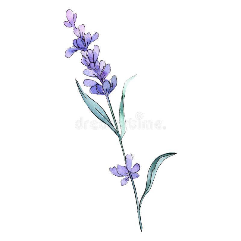 Violet Lavender Floral Botanical Flower. Watercolor Background ...