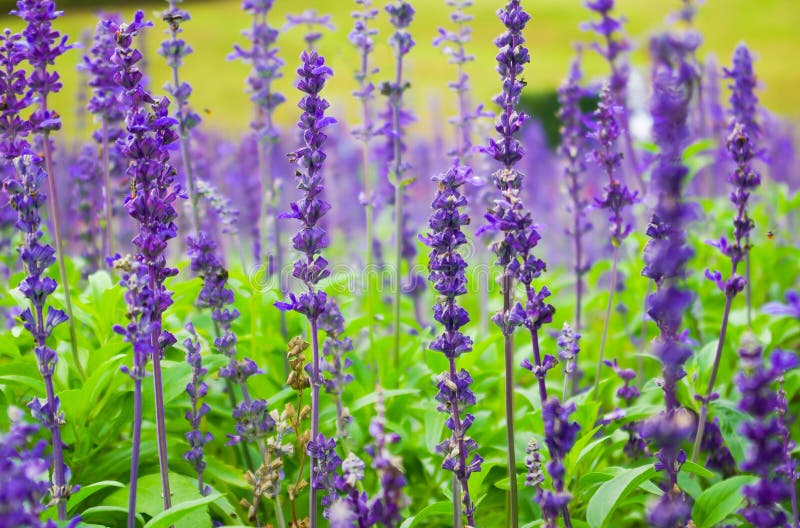 Violet lavender flowers stock photo. Image of leaves 38664548