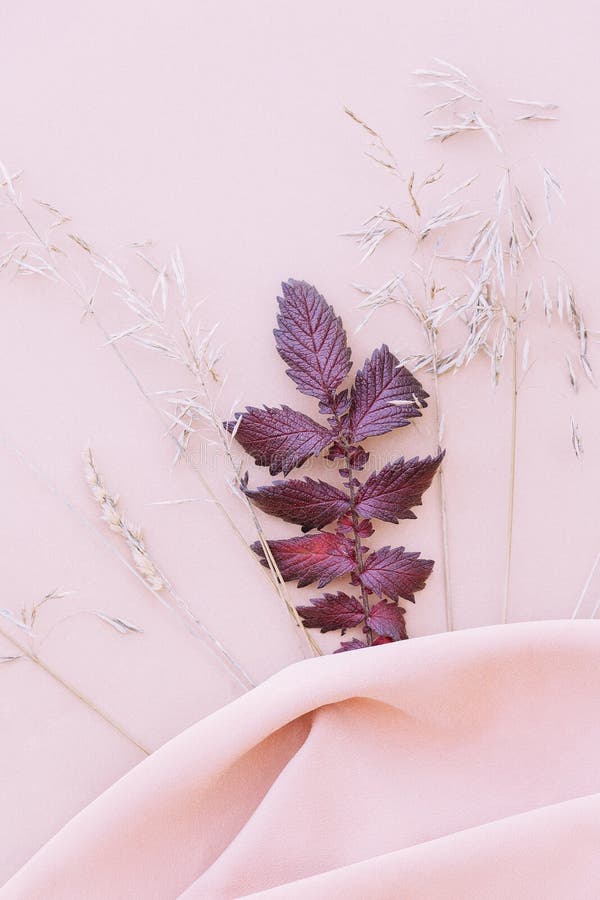 Violet Leaf and Rye on Silk Fabric Background. Aesthetic Minimalist  Wallpaper. Autumn Floral Plant Composition Stock Photo - Image of simply,  lover: 221589276