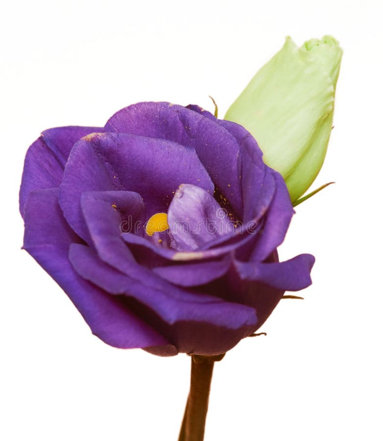 Violet Lisianthus Flowers on White Background Stock Photo Image of