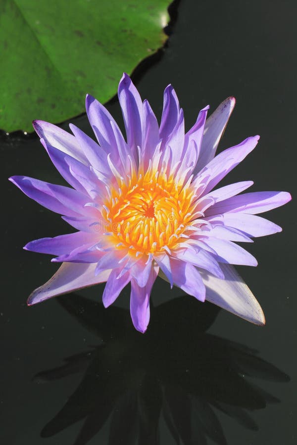 Violet lotus stock photo. Image of flora, flower, romance 26988568