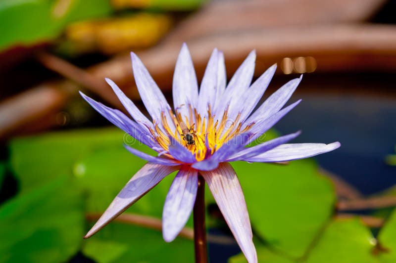 Violet lotus stock photo. Image of park, leaf, garden 30604472