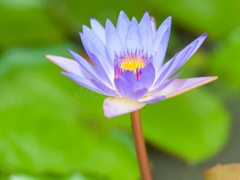 Violet lotus blossoming stock photo. Image of colorful 32515210