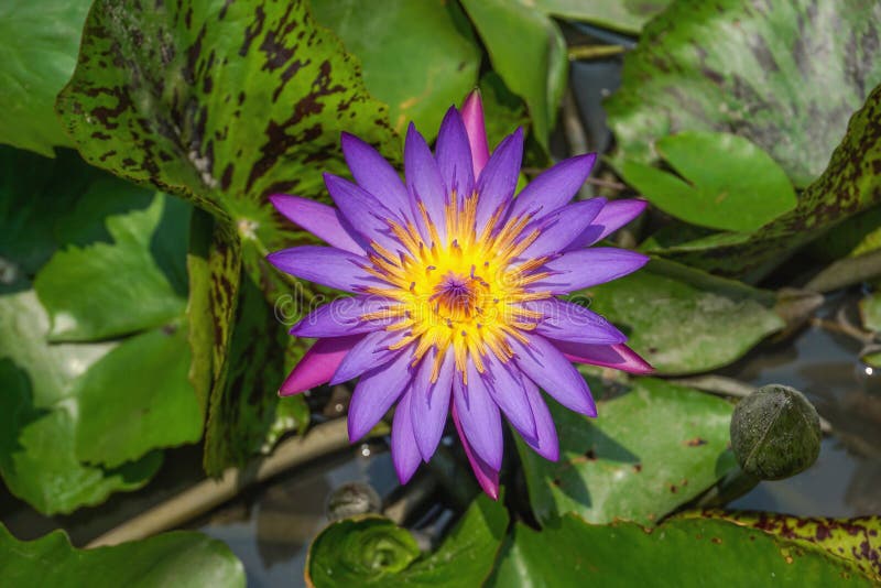 Violet lotus flower stock photo. Image of flora, lily 70588844
