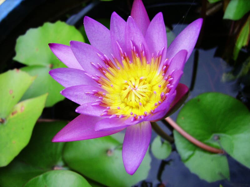 Violet lotus flower stock photo. Image of beautiful, flower 50113540