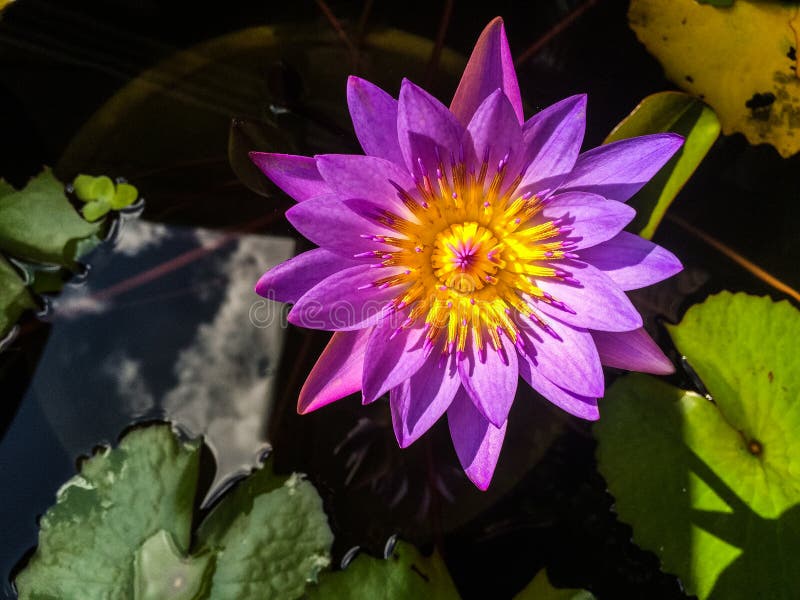 Violet Lotus Flower stock image. Image of mobile, leaves 81029271