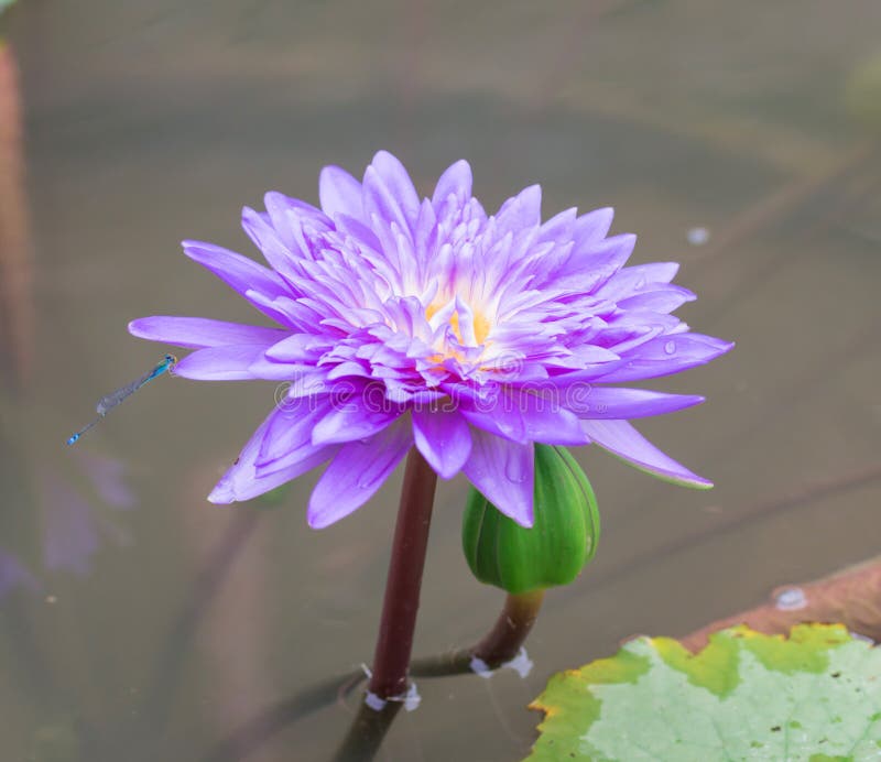 Violet lotus flowers stock photo. Image of aquatic, bright 60695530