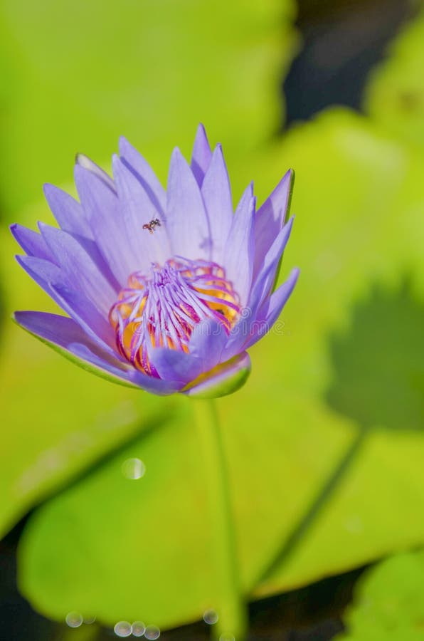 Violet lotus stock image. Image of violet, flying, nature 36971347