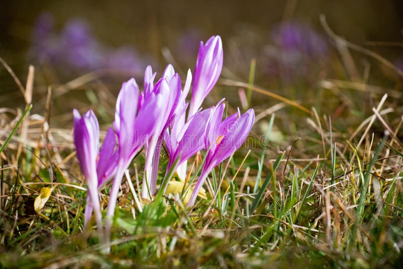 Meadow saffron in vase stock photo. Image of autumnale 34416150
