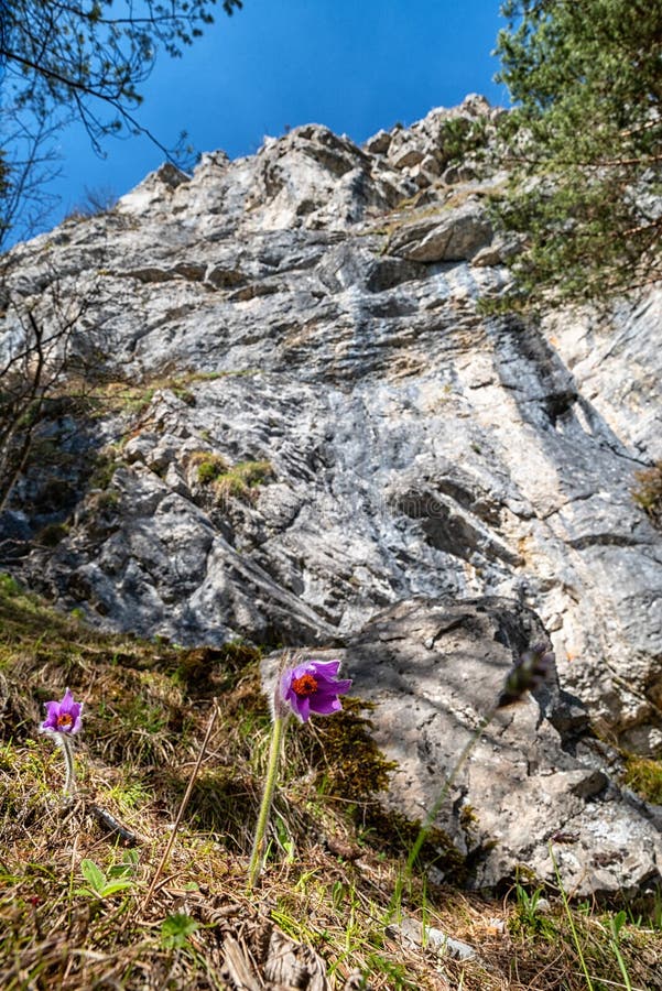 Pod skalou kvitne fialový horský kvet. Cerenova skala, Slovensko