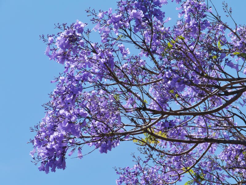 Lilian Kavanaugh Tree With Purple Flowers Australia The Dream Tree