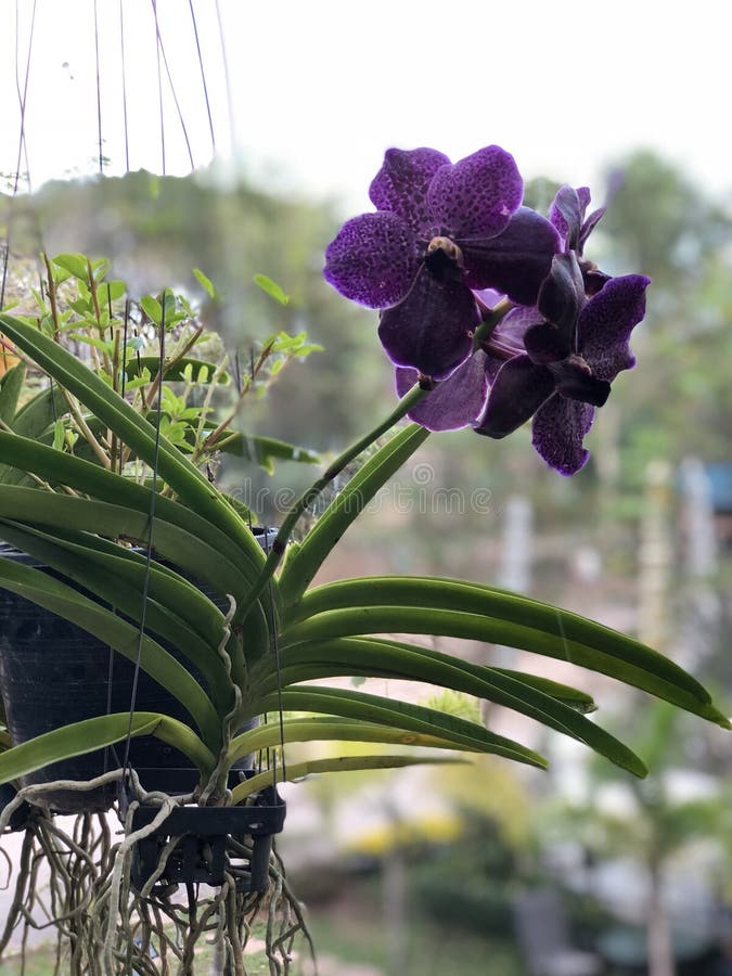 Violet orchid stock photo Violet orchid stock photo