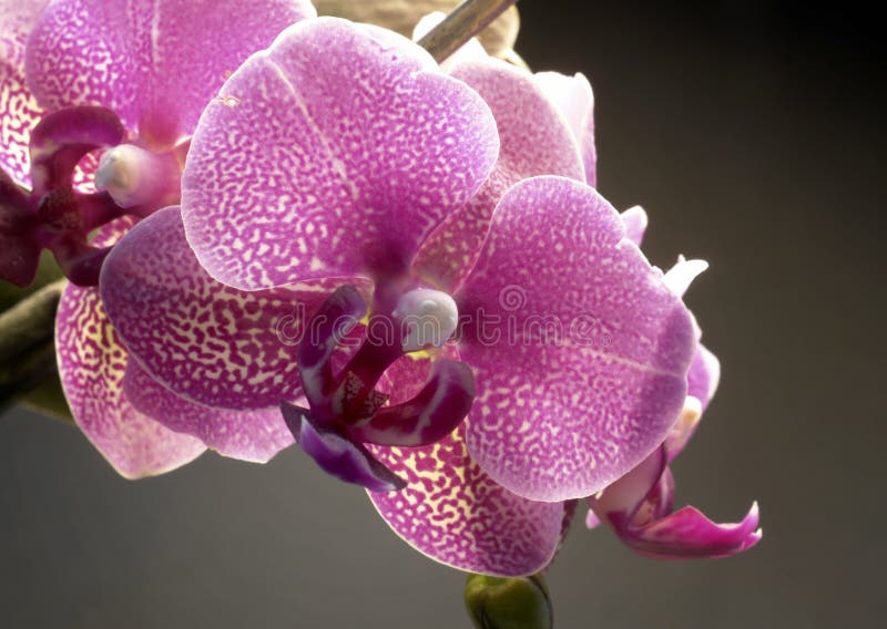 Violet orchid flower stock photo. Image of bloom, magenta 34221930