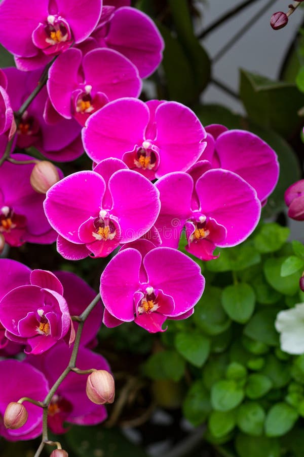 Violet Orchid Flowers stock photo. Image of alternative 49449038