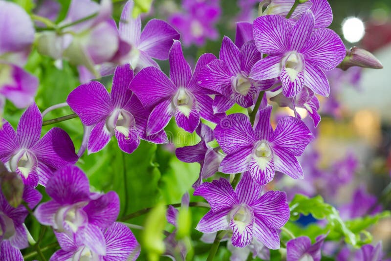 Violet Orchid Flowers in the Garden Stock Photo Image of petal