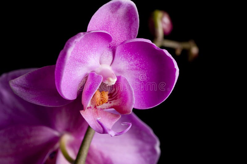 Violet orchids