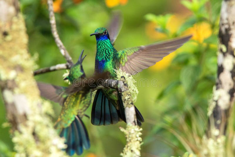 Violet-oreille verte se reposant sur la branche, colibri de forêt tropicale, Equateur, oiseau étant perché, oiseau minuscule avec image stock Violet-oreille verte se reposant sur la branche, colibri de forêt tropicale, Equateur, oiseau étant perché, oiseau minuscule avec image stock