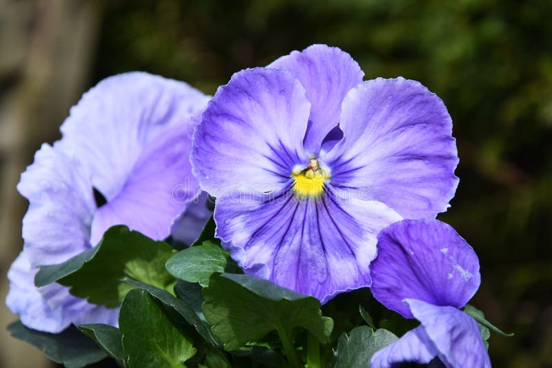 Violet Pansy fleurit le fond image stock Violet Pansy fleurit le fond image stock
