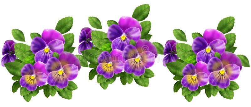 Pansy Violet Flowers Isolated on White Background Watercolor ...