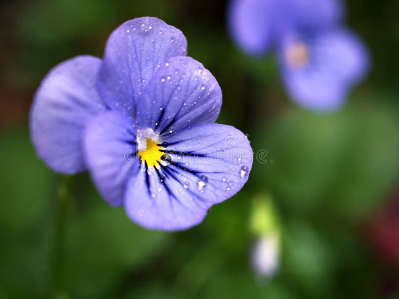 Violet pansy versus alto fleur sauvage pansy dans le jardin au printemps avec des gouttes d'eau fond flou et macro image belle photos stock