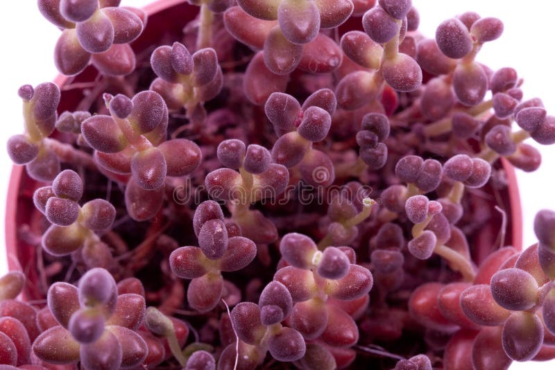 Violet plant stock image. Image of grow, gardening, background - 13433077