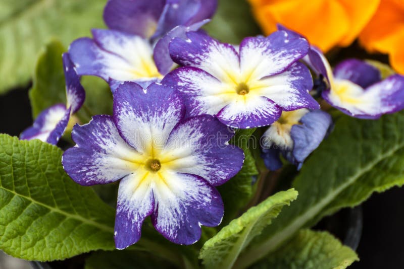 Violet primrose stock image. Image of primrose, flowerpot 52585603