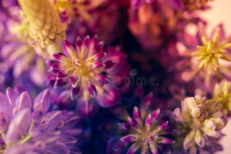 Violet and purle wild flowers macro shot